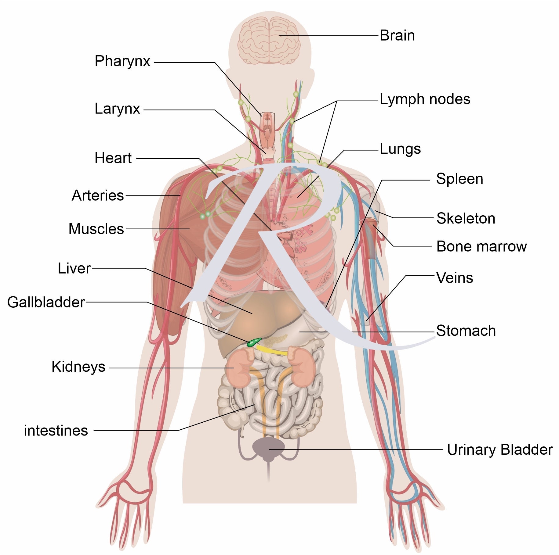 Internal organs. Body Organs. Organs in the body.