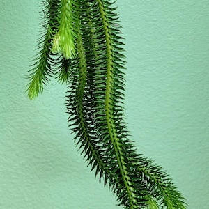 Huperzia squarrosa Persia/Standard Form, Medium Plant, Tassel Fern US Seller