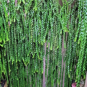 Huperzia Sp. Hang Hong XL Size, Tassel Fern, US Seller - Etsy