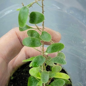 Pyrrosia nummularifolia Small Oval Fronds, Rare Miniature Terrarium Fern