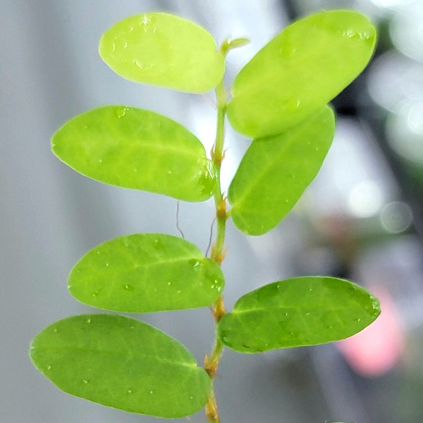 Ficus sp. Borneo, Small Terrarium Vine in 3" Pot