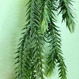 Huperzia goebelii, Blue Tassel Fern, US Seller