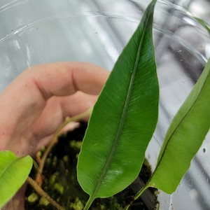 Davallia heterophylla Tall Form, Small Terrarium Fern