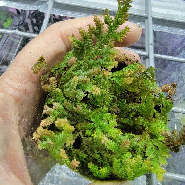 Selaginella sp. Copper Tips from Ecuador, Club Moss, Fern Relative