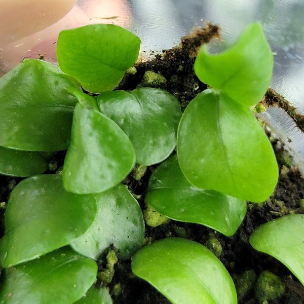 Lemmaphyllum microphyllum, Tiny Terrarium Fern