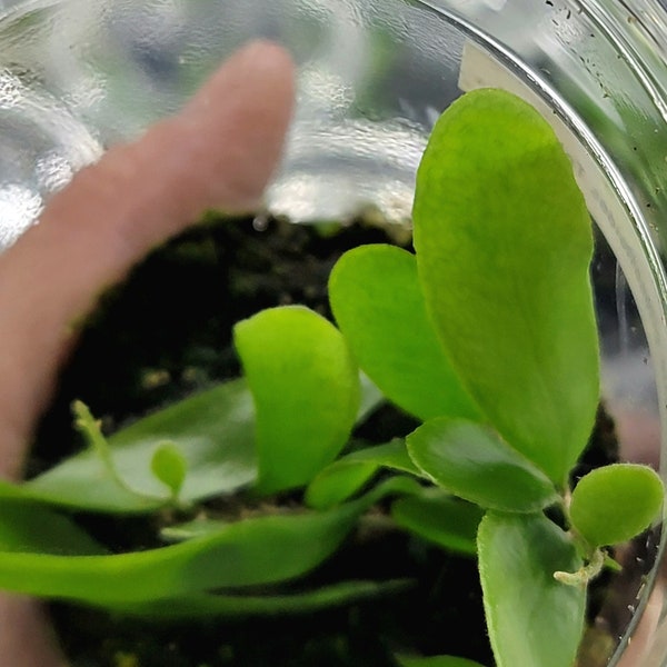 Pyrrosia piloselloides Tall Form, Rare Small Terrarium Fern