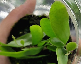 Pyrrosia piloselloides Tall Form, Rare Small Terrarium Fern