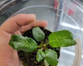 Deparia lancea variegata, Very Rare Small Terrarium Fern