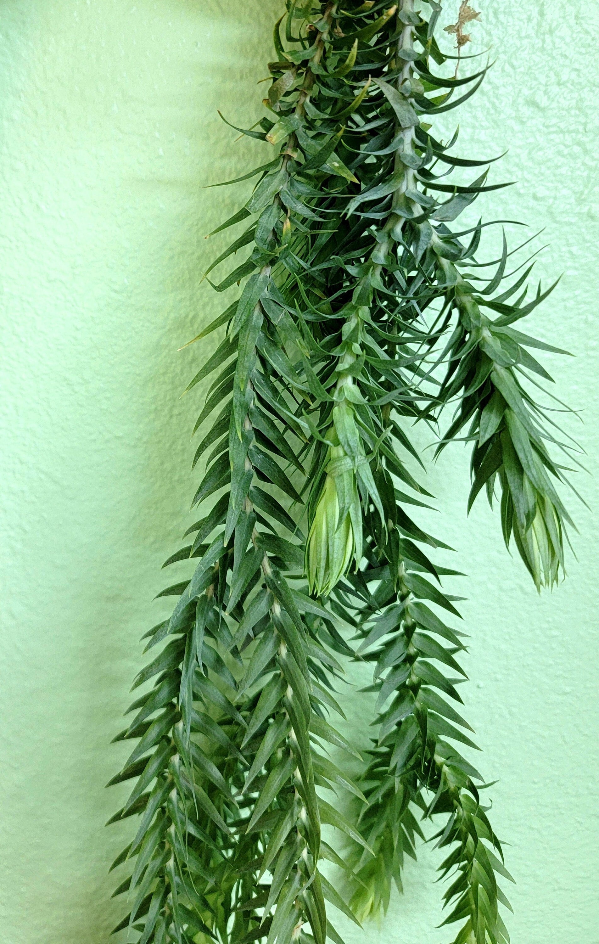 Huperzia Goebelii, Blue Tassel Fern, US Seller - Etsy Huperzia Goebelii, Blue Tassel Fern, US Seller - Etsy