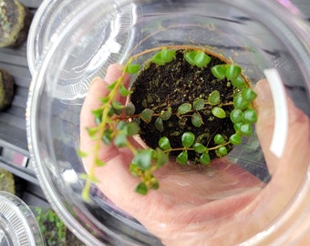 Medinilla sedifolia, Small Terrarium Vine w/ Fuchsia Flowers