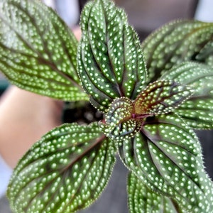 Sonerila maculata, Rare Polka Dotted Terrarium Shrub