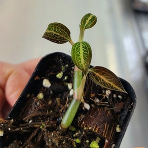 Ludisia discolor &#39;Salmon Sandstone&quot; 2&quot; Pot, Jewel Orchid