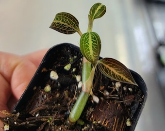 Ludisia discolor 'Salmon Sandstone" 2" Pot, Jewel Orchid