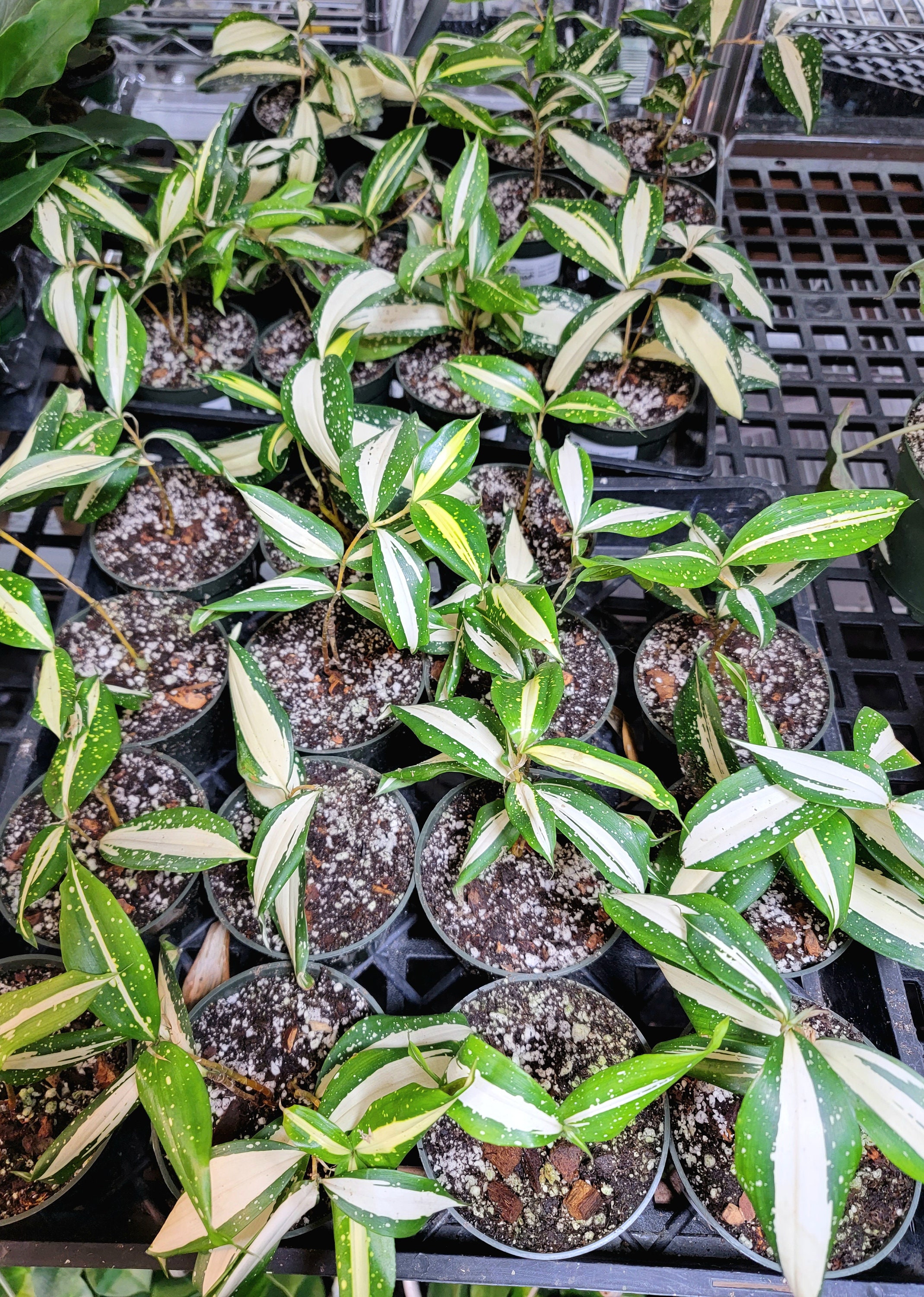Dracaena surculosa 'Milky Way', US Seller, Variegated Rare Houseplant 3-4" Pot