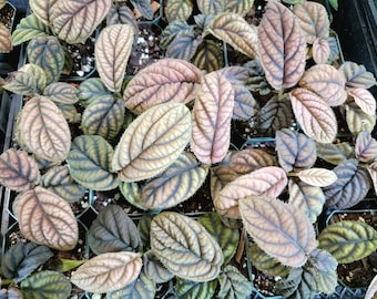Acranthera sp. Thailand, Labisia, Ardisia, Rare Tropical Shrub 3" Pot, US Seller