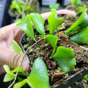 Lemmaphyllum microphyllum 'Shi Shi', Rare Small Terrarium or Greenhouse Fern, US Seller