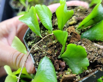 Lemmaphyllum microphyllum 'Shi Shi', Rare Small Terrarium or Greenhouse Fern, US Seller