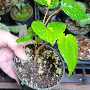 Piper methysticum 'Bright Eyes', Rare Terrarium Vine, US Seller, 4 Pot image 2