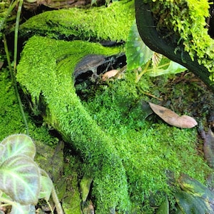 Live Tropical Terrarium Moss, Great for Jars, Won't Die Like Wild Collected Temperate Moss!