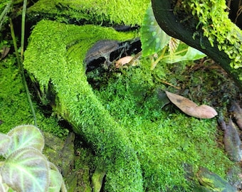 Extra Large Live Moss Grab Bag Fresh Green Healthy for Terrariums