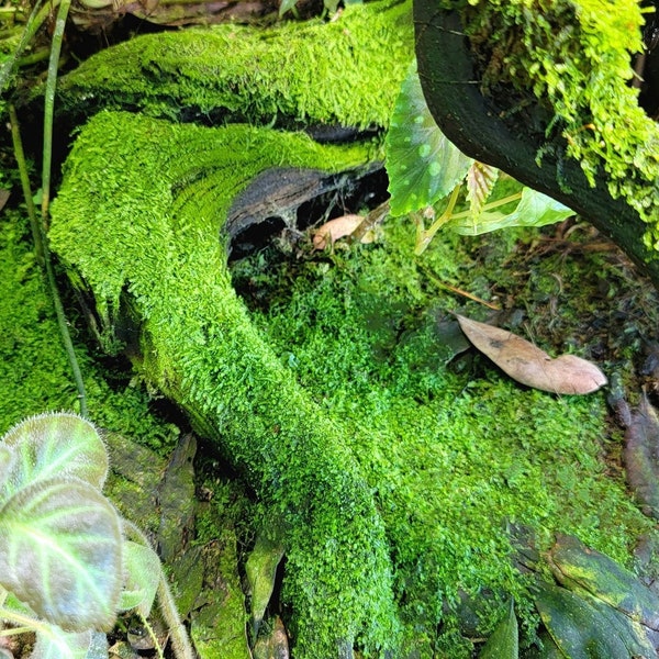 Live Tropical Terrarium Moss, Great for Jars, Won't Die Like Wild Collected Temperate Moss!