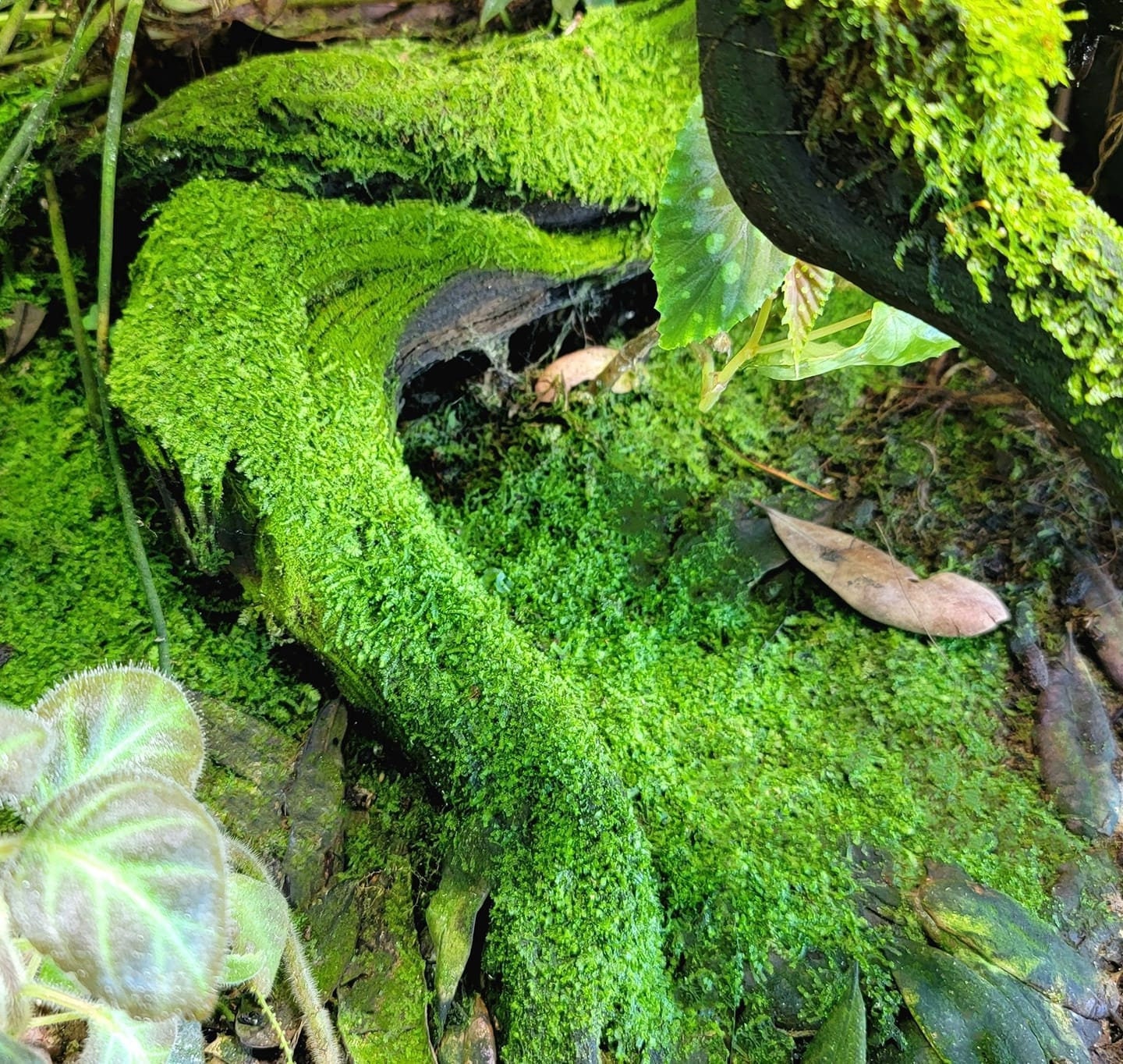 Live Tropical Terrarium Moss, Great for Jars, Won't Die Like Wild