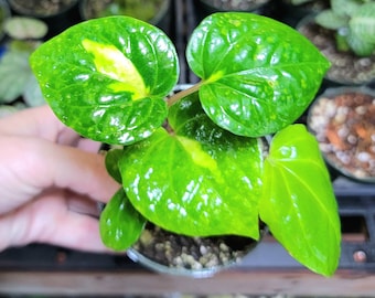 Piper methysticum 'Bright Eyes', Rare Terrarium Vine, US Seller, 4" Pot