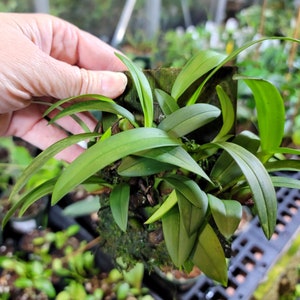 Miniature Terrarium Orchid 5 Pack, Mix of Mounts and Divisions, Perfect for a Dart Frog Tank