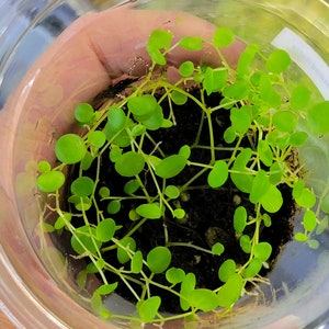 Peperomia cf rotundifolia, Small Creeping Vine, Terrarium Plant