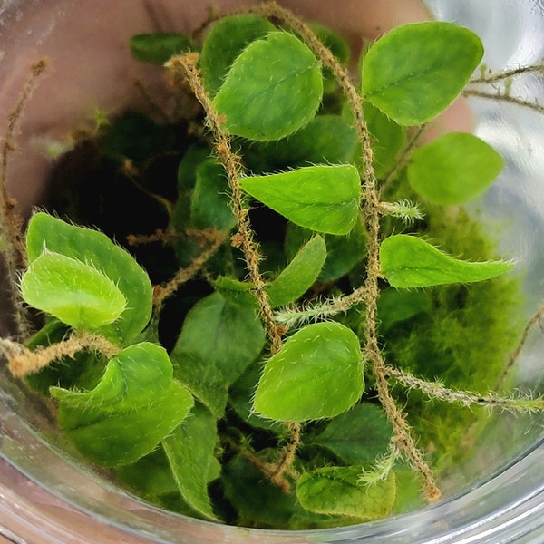 Microgramma species Ecuador #5, Small Terrarium Fern