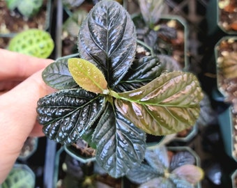 Labisia sp. Black, Rare Tropical Shrub 3" Pot, US Seller