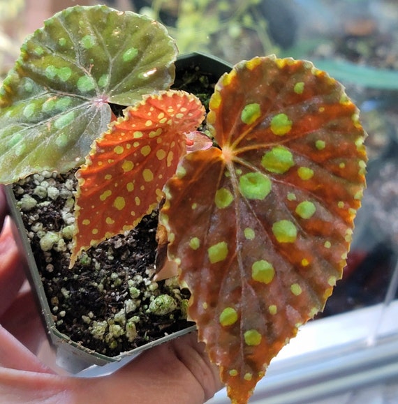 Begonia Chlorosticta Red Form Rare Terrarium Plant US Seller | Etsy
