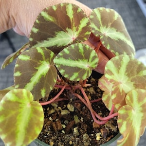 Begonia cleopatrae, Terrarium Plant, US Seller, 4&quot; Pot