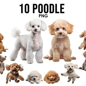 Pudelhunderassen Clipart-Bundle, Hundesublimations-Designs, Hunderassen PNG, süße Hunde digitale Illustration, Hundeporträtdrucke