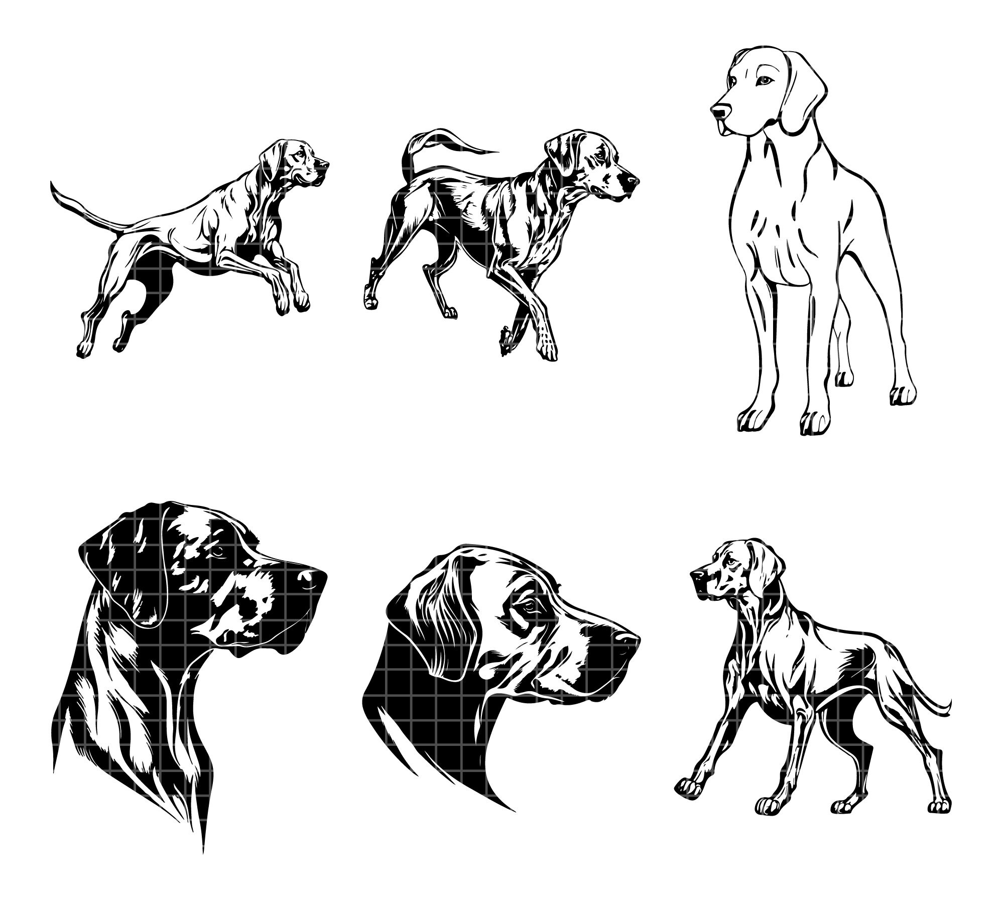 Ridgeback Back Vector Ridge 17 Rhodesian Ridgeback Dog Svg Bundle | Svg, Cricut | Peeking Dog ...
