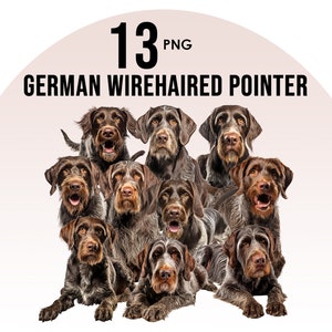 Könnte beinhalten: Eine Gruppe von 10 braunen und weißen Deutsch Drahthaar Hunden, die in die Kamera schauen. Die Hunde sitzen oder liegen alle. Das Bild ist mit "13 PNG GERMAN WIREHAIRED POINTER" beschriftet.