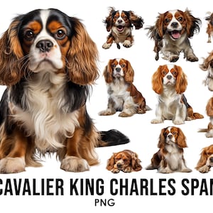 Cavalier King Charles Spaniel Razze di cani clipart Bundle, Disegni di sublimazione del cane, PNG di razza di cane, Illustrazione digitale del cane carino, Ritratto del cane