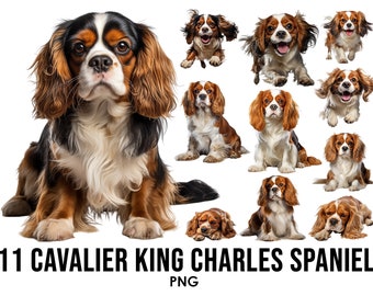 Cavalier King Charles Spaniel Dog Breeds clipart Bundle, Dog Sublimation Designs, Dog Breed PNG, Cute Dog Digital Illustration, Dog Portrait