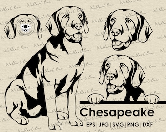 Chesapeake Bay Retriever Dog SVG Cricut| Chesapeake Clipart| Vector Image DXF Download| printable art| png| Logo| body peeking| shirt| Svg