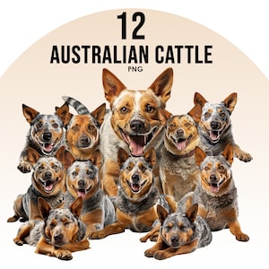 Pacote de clipart de raças de cães de gado australianos, designs de sublimação de cães, PNG de raças de cães, ilustração digital de cães fofos, impressões de retratos de cães