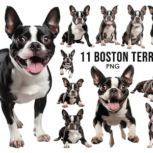 Boston Terrier Hunderassen Clipart Bundle, Hundesublimations-Designs, Hunderassen PNG, süße Hunde digitale Illustration, Hundeporträtdrucke