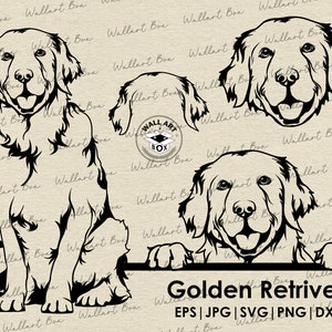 Golden retriver svg file di taglio cane che dà una occhiata per Cricut / retriver corpo pieno testa orecchie ritratto vettoriale grafica arte grafica png design digitale