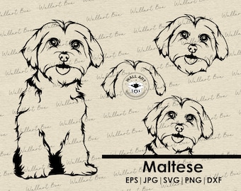 以下が含まれることがあります： マルチーズ犬のシルエットイラストが3つのポーズで描かれています。犬は座ったり立ったりして、正面を見ています。画像の下には「マルチーズ」と「EPS | JPG | SVG | PNG | DXF」のテキストがあります。