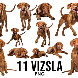 Pacote de clipart de raças de cães Vizsla, designs de sublimação de cães, PNG de raças de cães, ilustração digital de cães fofos, impressões de retratos de cães, imagens