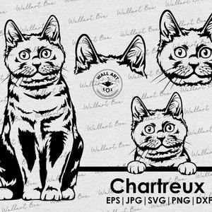 Chartreux Cat svg| cat svg files for Cricut| Peeking cat clipart| Vector Image DXF Download| printable art| png| full body face ears|