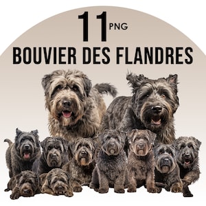 Bundle de clipart races de chien Bouvier des Flandres, dessins de Sublimation de chien, races de chiens PNG, Illustration numérique de chiens mignons, tirages de Portrait de chien