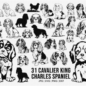 31 Cavalier King Charles Spaniels svg Bundle| svg, Cricut| Spähender Hund Clipart | Vektor Bild DXF Download | druckbar| png| Ganzkörper Ohren