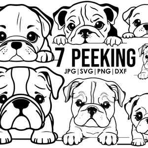 Peeking Bulldog svg bundle Pliki svg dla psów Cricut | clipart psa Obraz wektorowy DXF do pobrania | wydrukowany png uszy całego ciała Kontur tatuażu, kubek