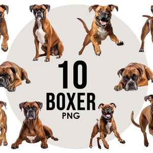 Boxer Hunderassen Clipart Bundle, Hundesublimations-Designs, Hunderassen PNG, süße Hunde digitale Illustration, Hundeporträtdrucke, Bilder
