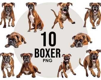 May include: Ten digital images of a boxer dog in various poses. The dog is brown and white with a black nose. The images are set against a white background. The text "10 BOXER PNG" is displayed in the center of the image.